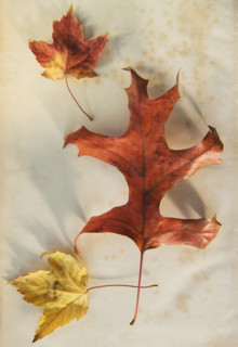 A trio of autumn leaves.