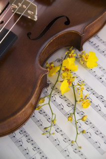 Still life of a violin.