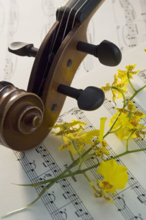 Still life of a violin.