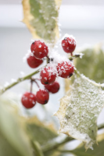 Snow dusted holly berries.