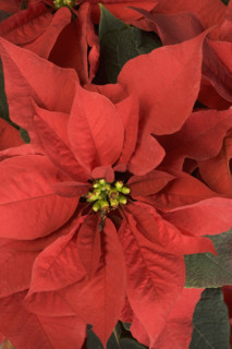 Closeup of poinsettia plant.