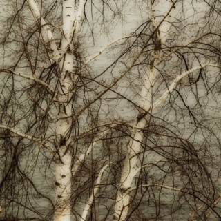 Closeup of tree branches.