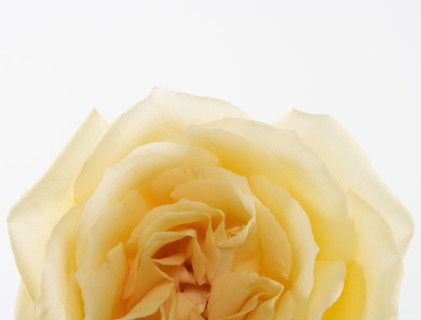 Overhead view of a yellow rose.
