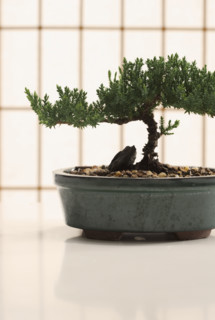 Bonsai tree in planter.