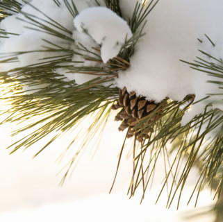 Closeup of snowy branch with pinecones.