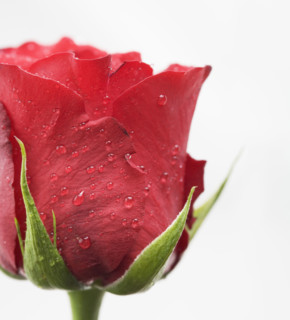 Drops of water on red rose.