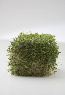 Cube of sprouts.