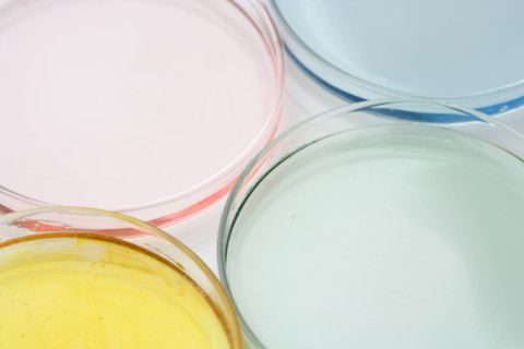 Closeup of petri dishes with liquid.