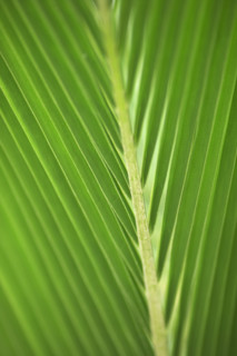 Close up of a leaf.