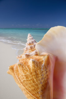 Still life of seashell at beach.