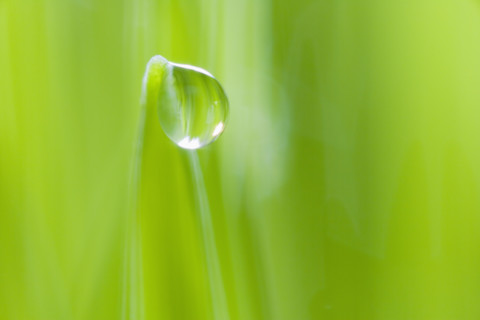 Drop of water on blade of grass.