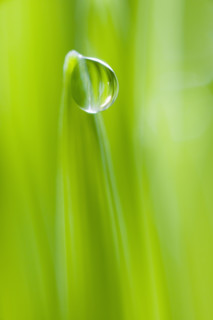 Drop of water on blade of grass.