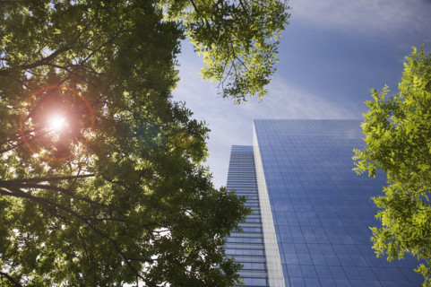 Sunshine through trees in the city.