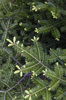 Close-up of pine tree branch.