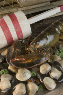 Still life of lobster and clams.