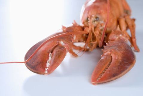 Still life of a lobster.