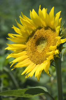Closeup of single sunflower.
