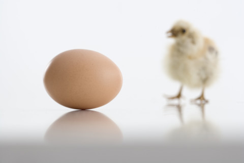 Egg and chick.
