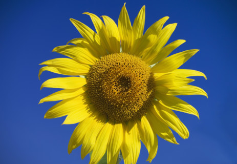 Sunflower with blue sky.