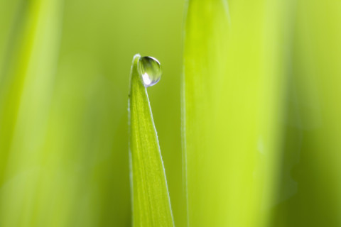 Drop of water on blade of grass.