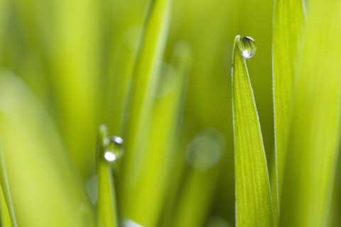 Drops of water on blades of grass.