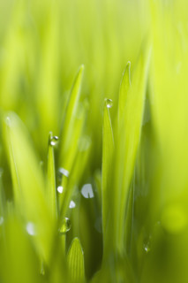 Drops of water on blades of grass.