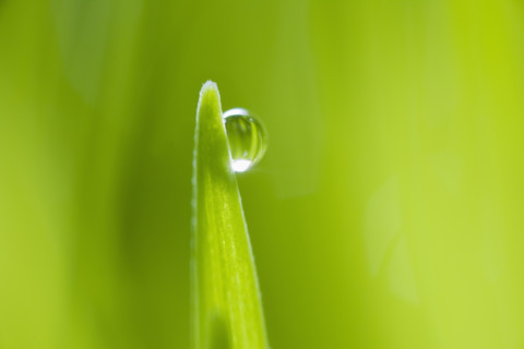 Drop of water on blade of grass.