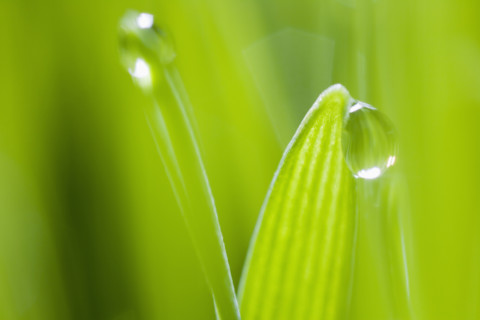 Drops of water on blades of grass.