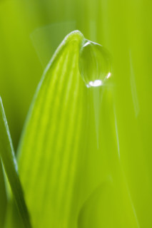 Drop of water on blade of grass.