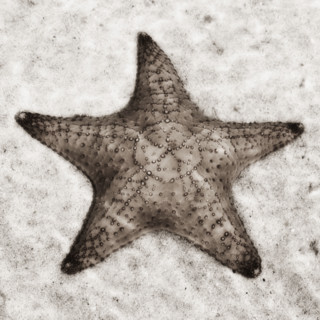 Still life of a starfish.