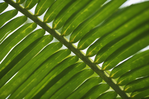 Closeup of fronds.