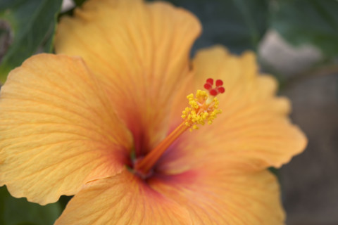 Closeup of hibiscus flower.
