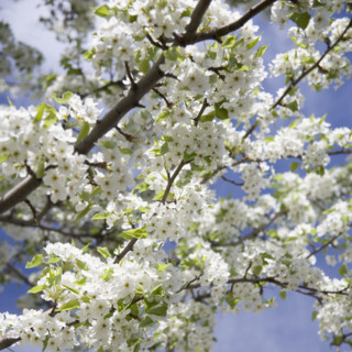 Flowering apple tree.