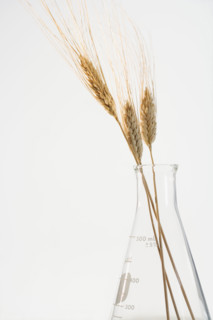 Still life of wheat in beaker.