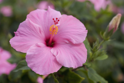 Closeup of hibiscus flower.