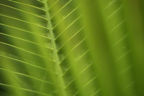 Closeup of fronds.