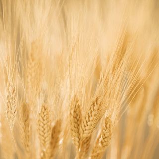 Closeup of wheat.