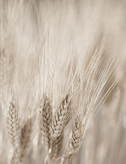 Closeup of wheat.