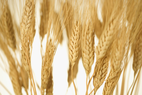 Closeup of wheat.