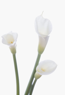 Still life of calla lilies.