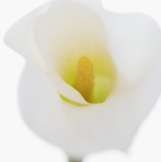 Still life of calla lily.