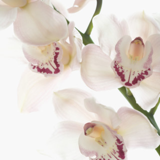 Still life of orchids.