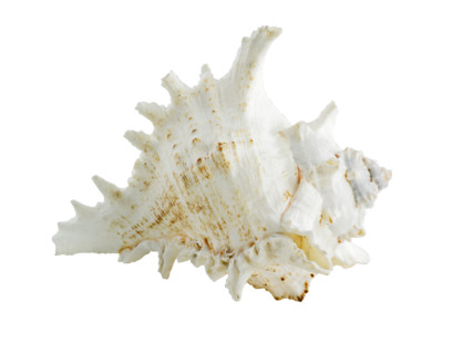 Seashell.