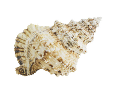 Spiral seashell.