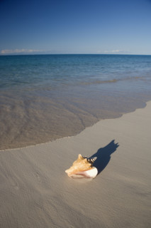 Seashell on beach.