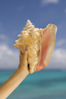 Hand holding conch shell.