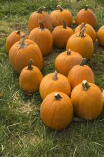 Pumpkin patch.