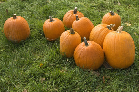 Pumpkin patch.