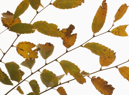 Closeup of autumn leaves.