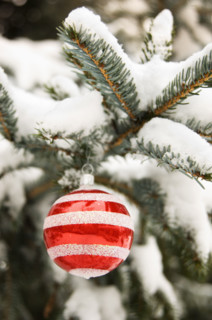 One Christmas ornament hanging in tree.